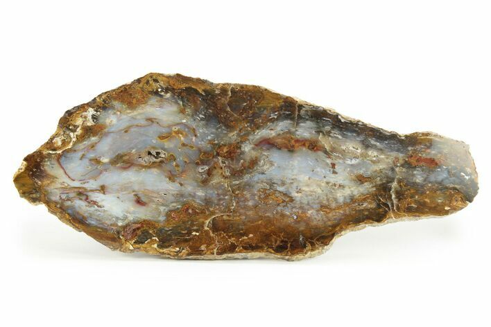 Colorful, Hubbard Basin Petrified Wood Slab - Nevada #244637